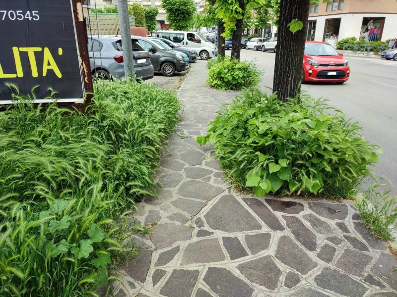 erbacce-via-alessandrini