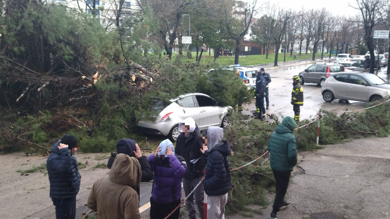 albero-caduto-167-vasto-1