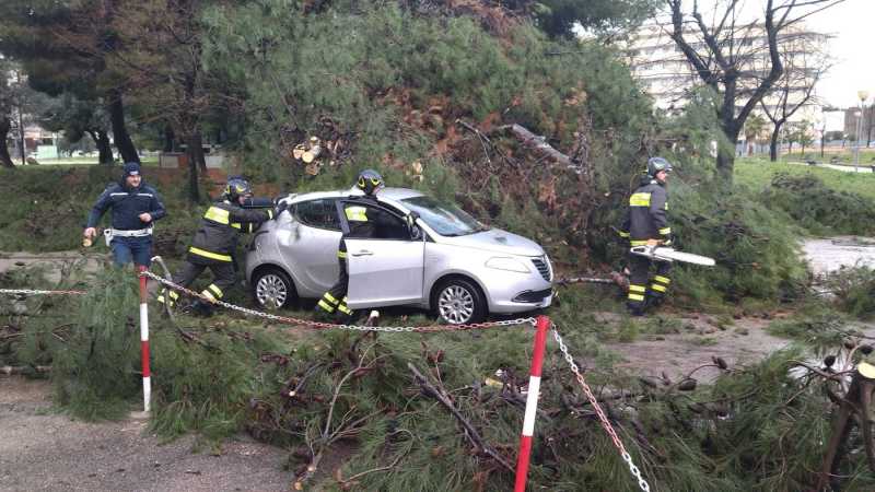 albero-caduto-167-vasto-10