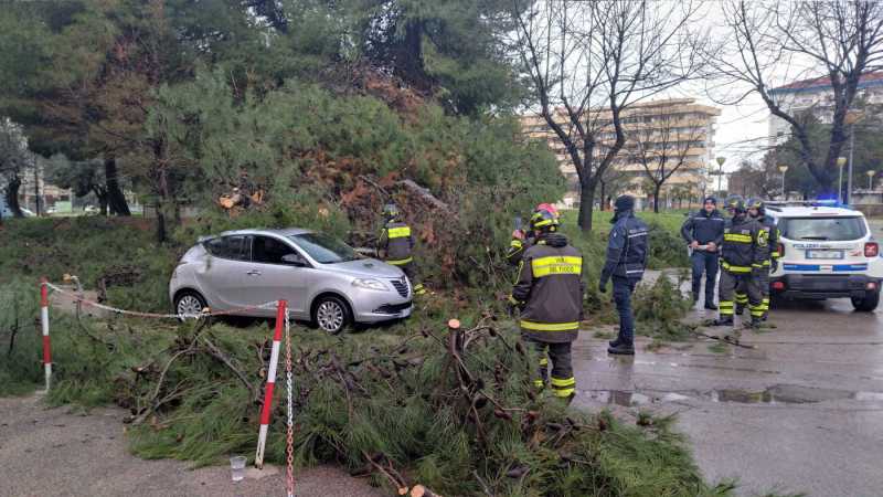 albero-caduto-167-vasto-5