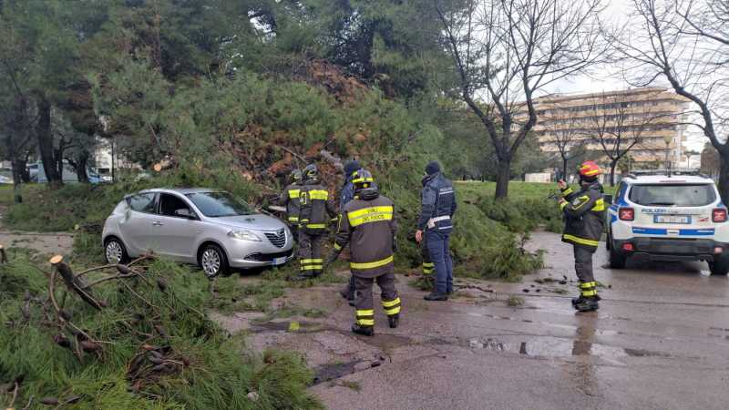 albero-caduto-167-vasto-6