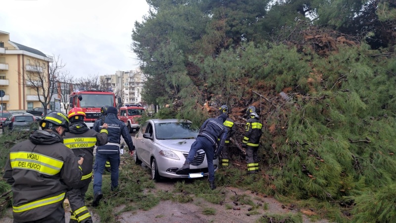 albero-caduto-167-vasto-7