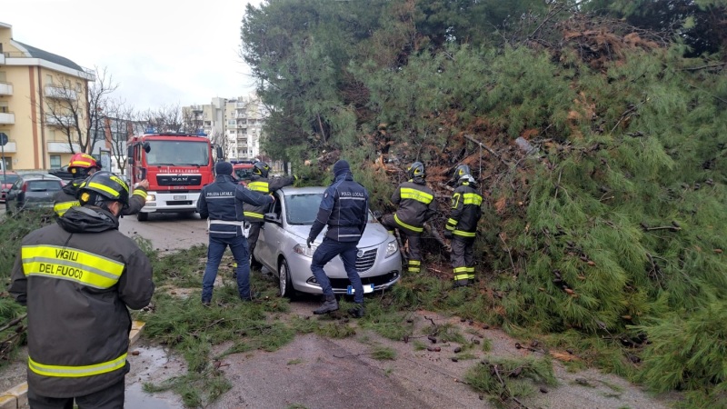 albero-caduto-167-vasto-8