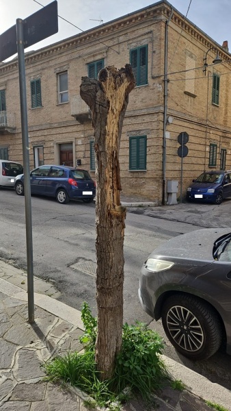 alberi-via-delle-croci-2