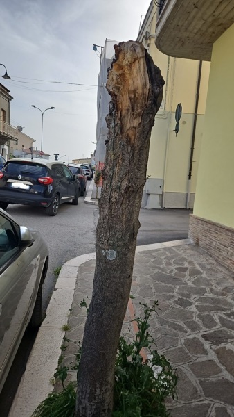 alberi-via-delle-croci-3