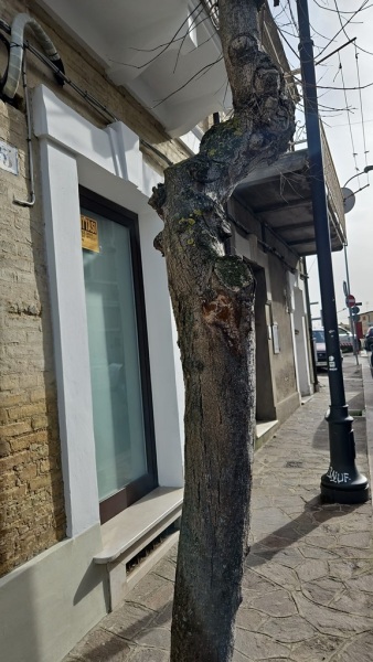 alberi-via-delle-croci-4