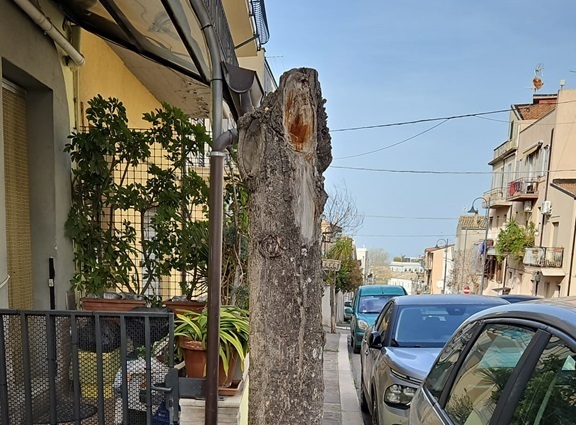 alberi-via-delle-croci