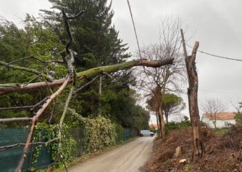 Maltempo, alberi spezzati dal vento finiscono sui cavi elettrici