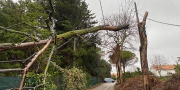 Maltempo, alberi spezzati dal vento finiscono sui cavi elettrici