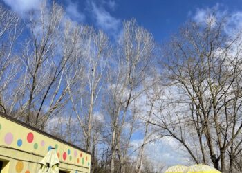 Tre pioppi pericolosi “salutano” il canile di Lanciano