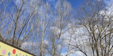 Tre pioppi pericolosi “salutano” il canile di Lanciano