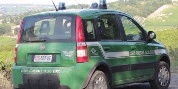 Lupa uccisa a Tufillo: in corso le indagini dei carabinieri forestali