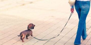 Multe dai 25 ai 500 euro per i padroni incivili di cani