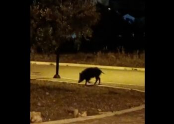 Ancora cinghiali vicini alle case: nuovo appello dei residenti