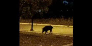 Ancora cinghiali vicini alle case: nuovo appello dei residenti