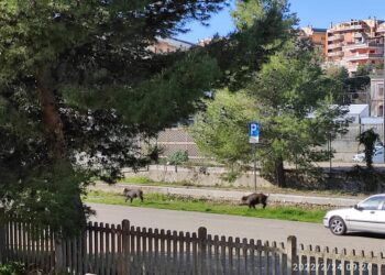 Vasto Marina, cinghiali a spasso nell’ex stazione tra la Via verde e i parcheggi