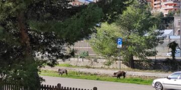 Vasto Marina, cinghiali a spasso nell’ex stazione tra la Via verde e i parcheggi