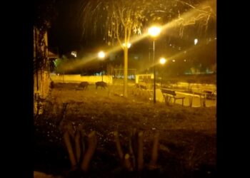 Cinghiali nel parchetto di via Incoronata: l’appello dei residenti