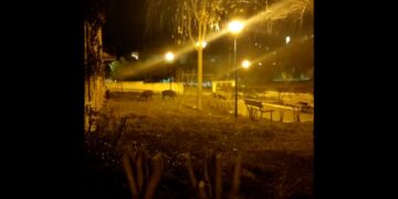 Cinghiali nel parchetto di via Incoronata: l’appello dei residenti