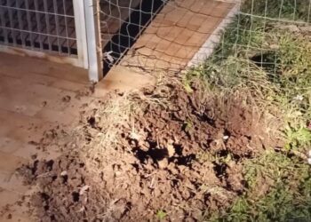 Cinghiali nel parcheggio della scuola, poi fuggono in un terreno vicino. Rinforzata recinzione