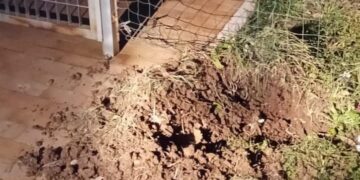 Cinghiali nel parcheggio della scuola, poi fuggono in un terreno vicino. Rinforzata recinzione