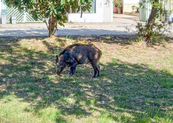 San Salvo Marina, il “cinghiale abituale” del quartiere Icea preoccupa i residenti