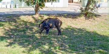 San Salvo Marina, il “cinghiale abituale” del quartiere Icea preoccupa i residenti