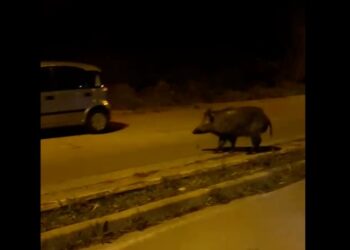 Cinghiali in via Mario Molino, pericolo per i mezzi in transito