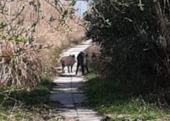 Vasto Marina, cinghiali lungo la pista ciclo-pedonale: la preoccupazione dei cittadini