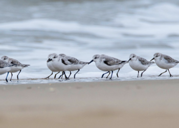 «Ecco cosa potrebbe diventare Fosso Marino se rinaturalizzato»