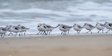 «Ecco cosa potrebbe diventare Fosso Marino se rinaturalizzato»