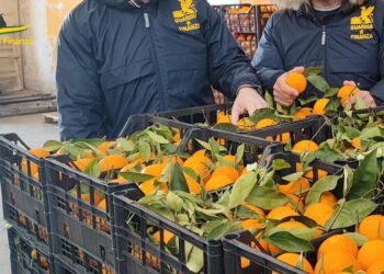 Le arance sono “false”, ma la truffa è vera: sequestrate 6 tonnellate di agrumi