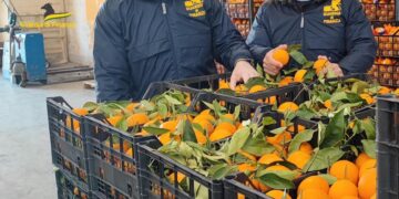 Le arance sono “false”, ma la truffa è vera: sequestrate 6 tonnellate di agrumi
