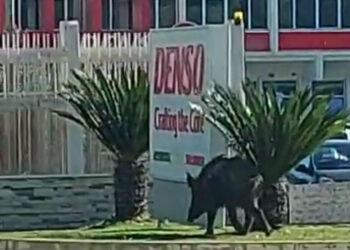 Cinghiali, esemplare gironzola davanti all’ingresso della Denso