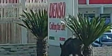 Cinghiali, esemplare gironzola davanti all’ingresso della Denso