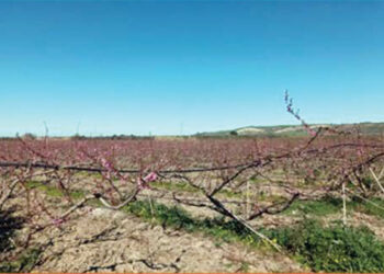 Mariotti: «No all’aumento dei canoni consortili, mi adopererò per migliorare comparto agricolo»