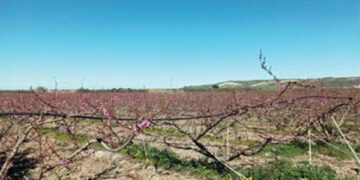 Mariotti: «No all’aumento dei canoni consortili, mi adopererò per migliorare comparto agricolo»