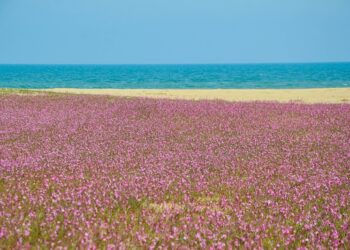Le tonalità della primavera per augurarvi una Pasqua di serenità, speranza e affetto