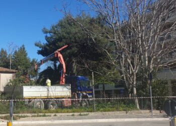 Alberi da abbattere in viale Harris e via Ciccarone, Wwf: rispettare il regolamento del verde