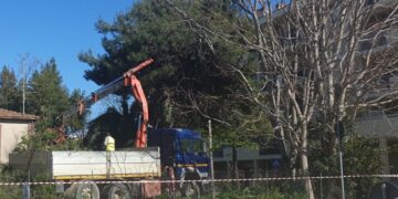 Alberi da abbattere in viale Harris e via Ciccarone, Wwf: rispettare il regolamento del verde