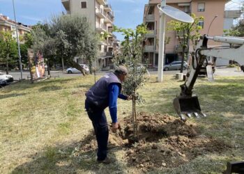 Nuovi alberi piantati in città, il Comitato: «Ci auguriamo sia un primo passo»