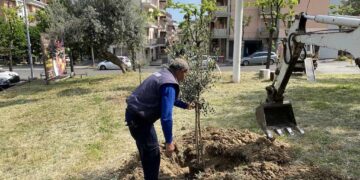 Nuovi alberi piantati in città, il Comitato: «Ci auguriamo sia un primo passo»