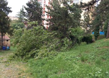 Maltempo: cade un albero nei pressi della Fonte del Borgo