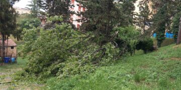 Maltempo: cade un albero nei pressi della Fonte del Borgo