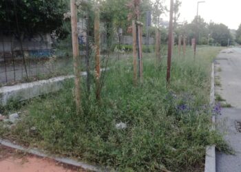 A Vasto Marina l’effetto giungla: la manutenzione serve tutto l’anno, non solo a primavera