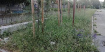 A Vasto Marina l’effetto giungla: la manutenzione serve tutto l’anno, non solo a primavera