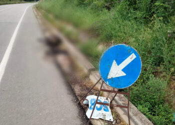 Appello alla Provincia: «Un cinghiale in decomposizione da giorni sulla sp 154»