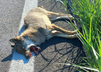 Lupo investito e ucciso sulla Statale “Trignina”