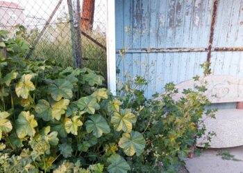 «Pensilina arrugginita con base pericolosa, le periferie non sono figlie di un dio minore»