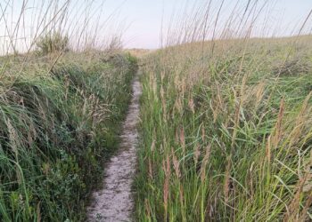 «Erbacce, incuria e cinghiali in villeggiatura, via Grecale è un luogo dimenticato»